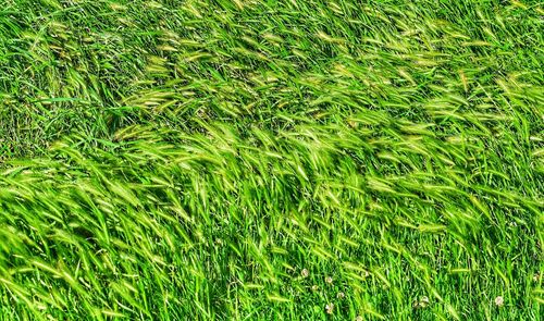 Full frame shot of green field