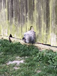 Ducks on a tree trunk