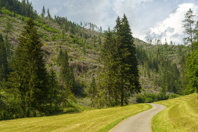 Scenic view of pine trees against sky