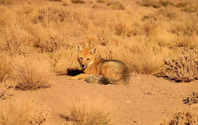 Friendly andean fox sunbathing in the field of atacama desert, altiplano of northern chile