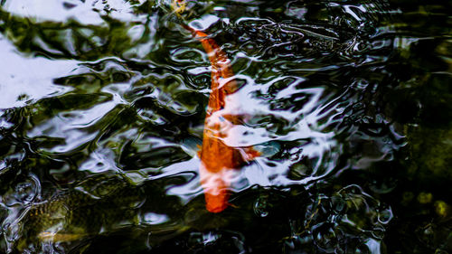 High angle view of koi carps in lake