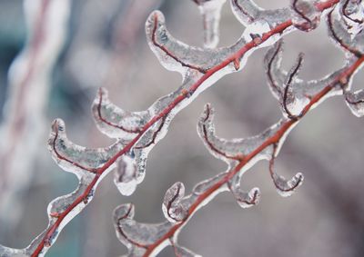 Close-up of frozen red branch