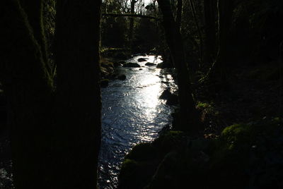 Trees in forest