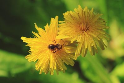 Close-up of bee pollinating on flower
