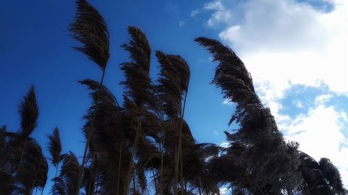 Low angle view of trees against blue sky