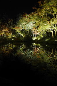 Trees by lake in forest at night