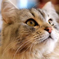 Close-up portrait of cat