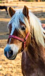 Close-up of horse in ranch