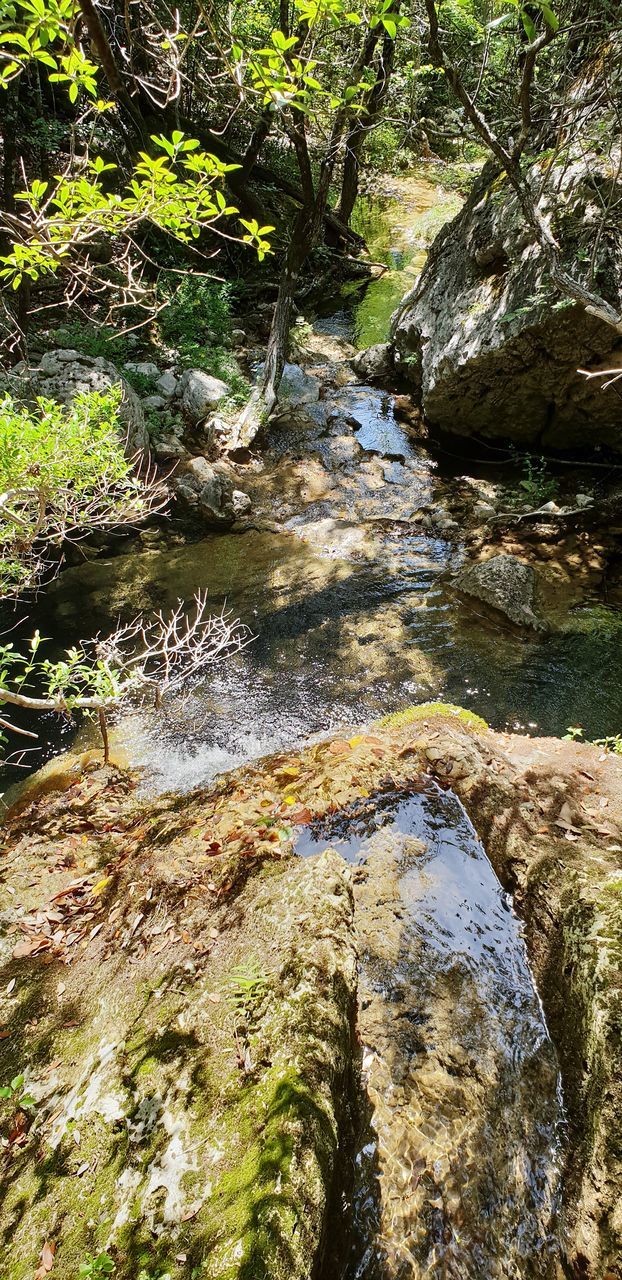 water, rock, rock - object, solid, plant, forest, flowing water, tree, nature, beauty in nature, day, flowing, motion, no people, downloading, growth, tranquility, scenics - nature, moss, outdoors, stream - flowing water, shallow