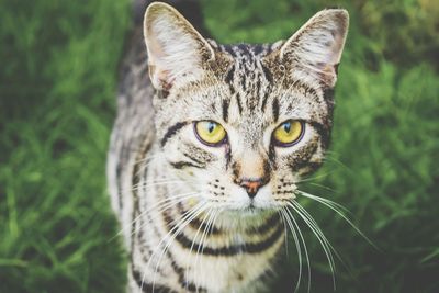 Close-up portrait of cat