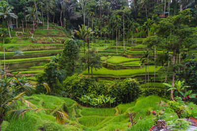 Scenic view of agricultural field