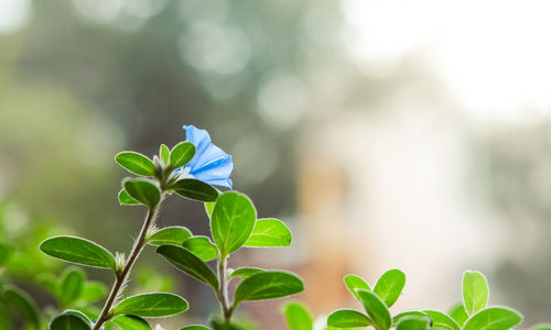 Close-up of flowers blooming outdoors