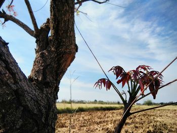 Close-up of tree on field against sky