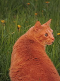 Close-up of a cat on field