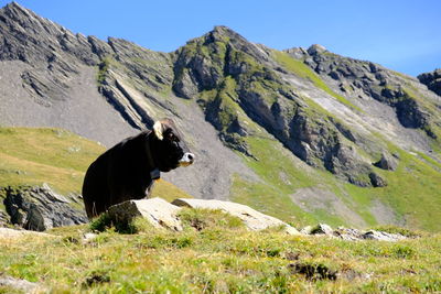 View of a cow on landscape