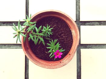 Directly above shot of potted plant on table