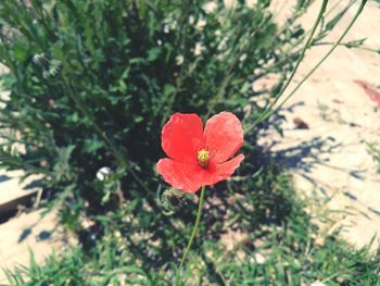 Close-up of red flower