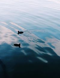 High angle view of duck swimming in lake