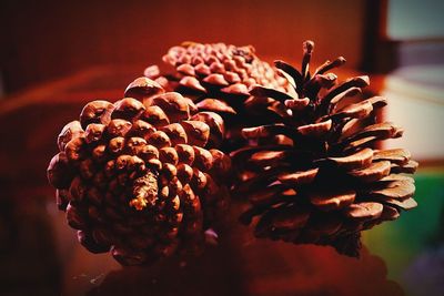 Close-up of pine cones