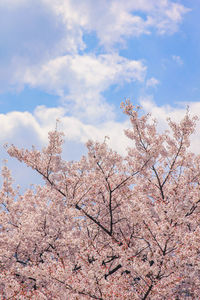 Low angle view of cherry blossoms against sky