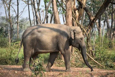 Elephant valley in chiang rai, thailand 