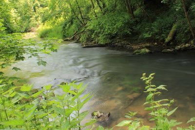 Scenic view of river amidst trees in forest