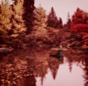 Reflection of trees in water