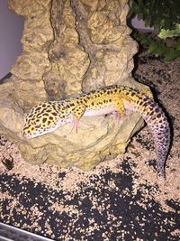 Close-up of lizard on white surface