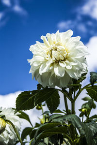 Close-up of white flower growing on plant against sky