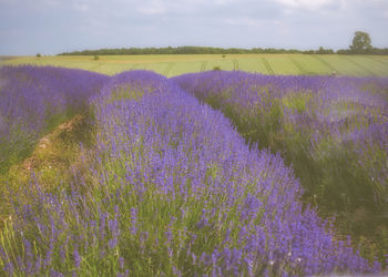 Purple flowering plants on field