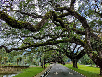 Road amidst trees in park