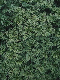 Full frame shot of plants