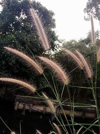 Close-up of plants growing on field against sky