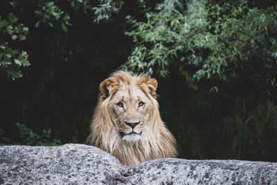 Portrait of lion sitting on rock against trees in forest