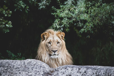 Cat looking away in a zoo