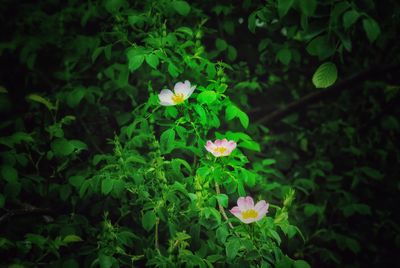 Close-up of white flowers