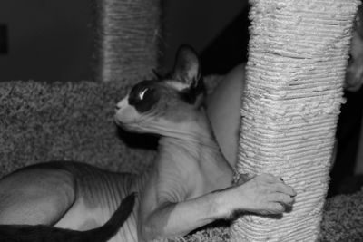 Close-up of cat sitting on sofa at home