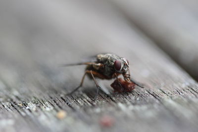 Close-up of housefly feeding on table