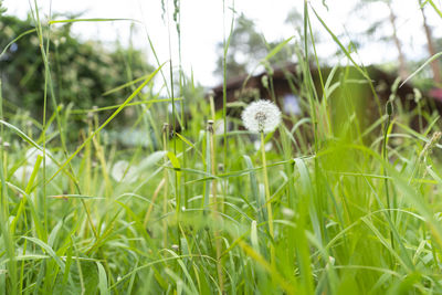 Close-up of flowering plants on land