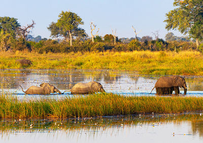 Elephants drinking water