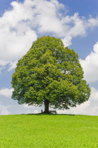 View of tree growing on grassy field against sky