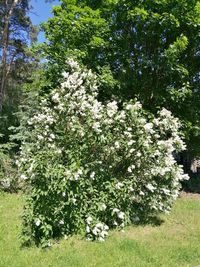 View of blooming tree