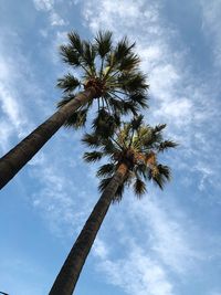 Low angle view of coconut palm tree against sky