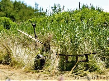 Scenic view of agricultural field