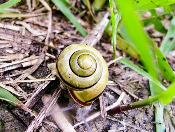 High angle view of snail on land