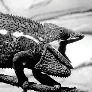 Close-up side view of a bird