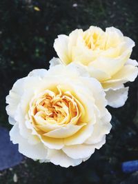 Close-up of white rose blooming outdoors