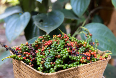 Close-up of fruits in basket