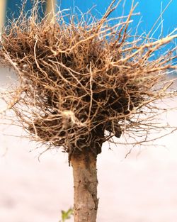 Close-up of bare tree against sky