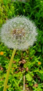 Close-up of dandelion on field